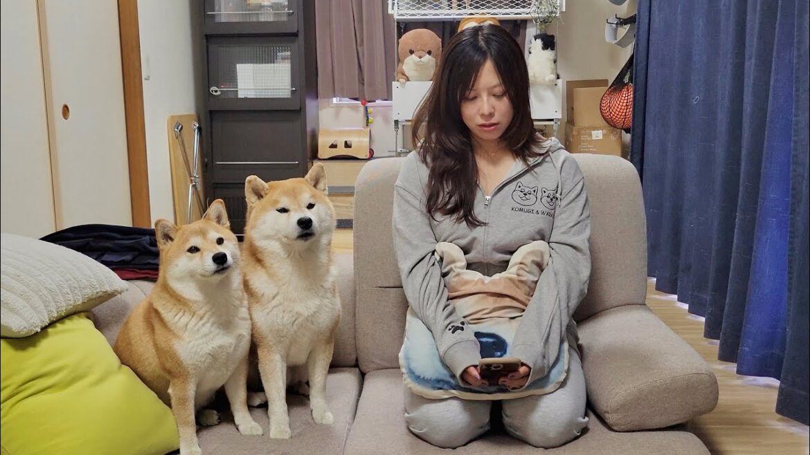 【ご報告】柴犬こむぎっすチャンネルからご報告があります