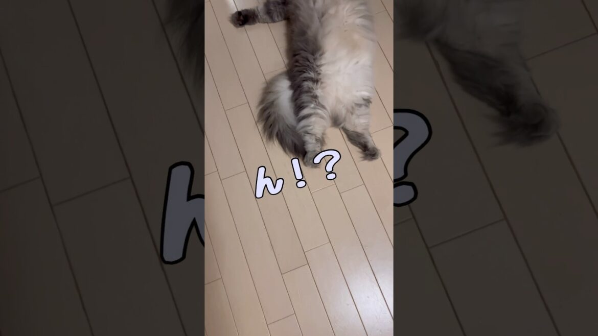 まな猫を見ていて、ふと思うこと #shorts #ノルウェージャンフォレストキャット #cat