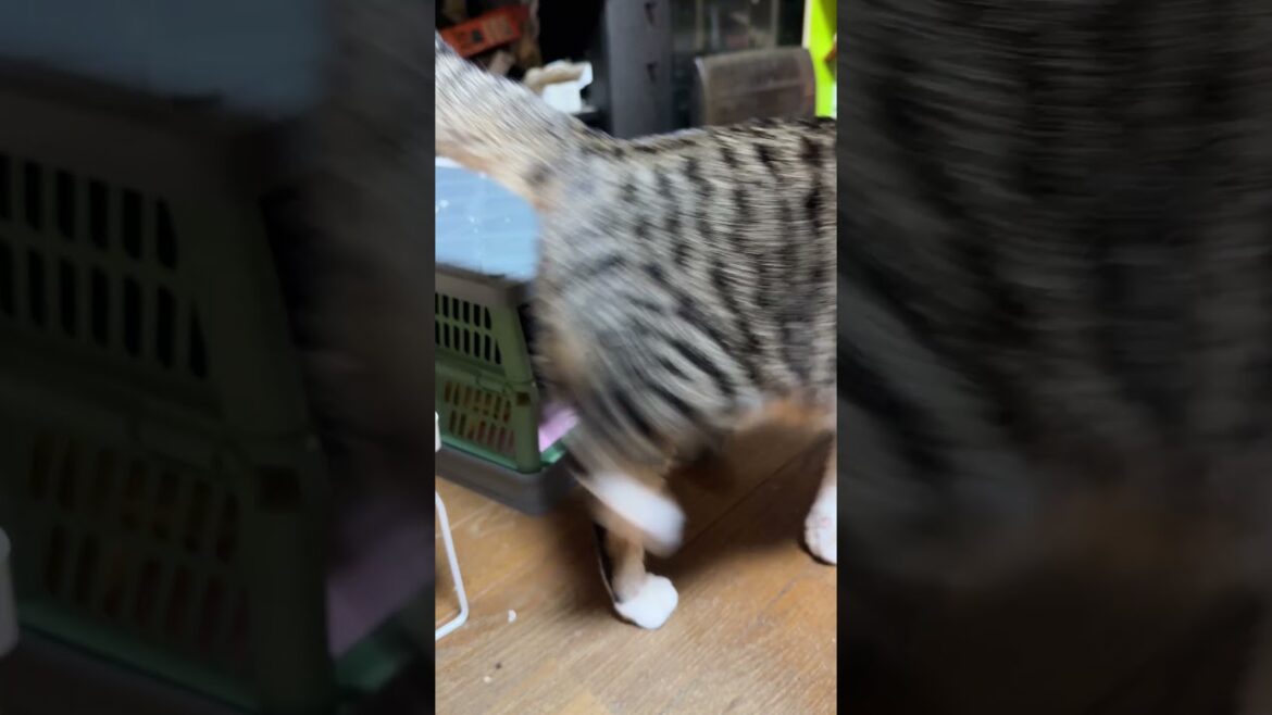 やめて、シャムの子ネコ雫ちゃん。クレベリンを、ひっくり返さないで。黒猫の子ネコ黒夢、コンテナに入ったので、じゃれるウp主