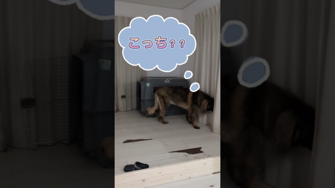 【超大型犬】　ショート 沖縄の旧盆　Leonberger　レオンベルガー  # Shorts  #大型犬のいる生活  #旧盆