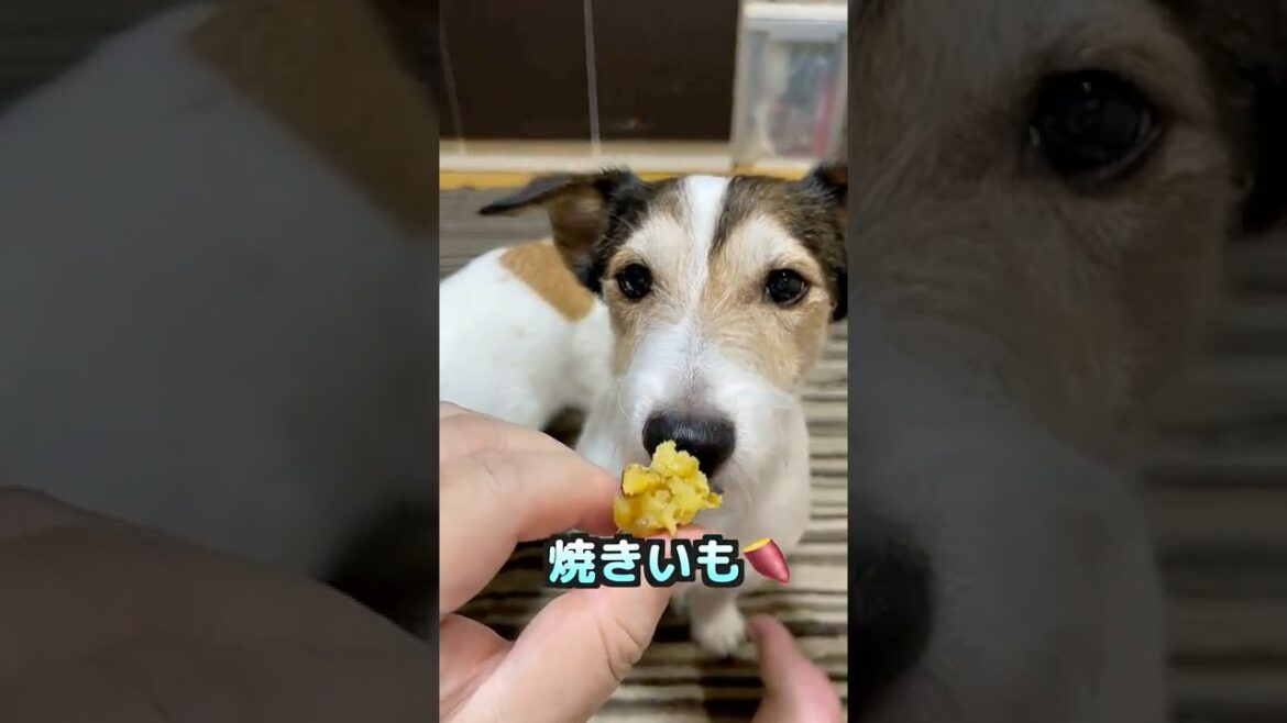 お芋のオヤツを食べたジャックラッセルテリア #shorts お芋のオヤツを食べたジャックラッセルテリア #shorts