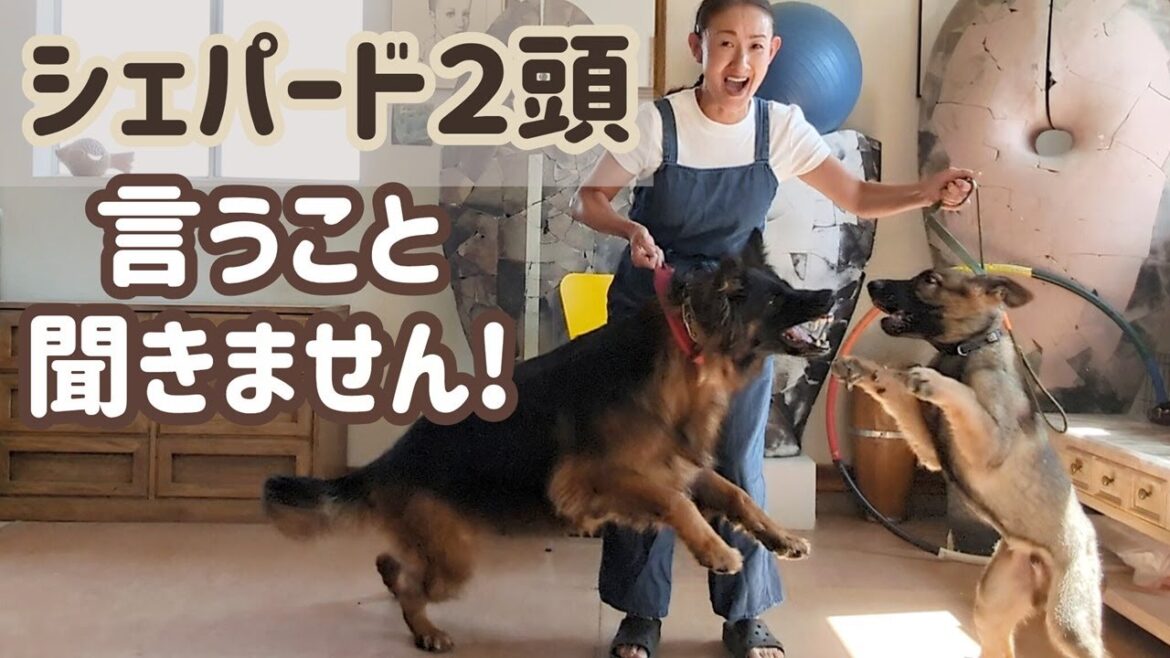 【ジャーマンシェパード】先住犬の競争心、新入りの挑戦心に飼い主へとへとです😅