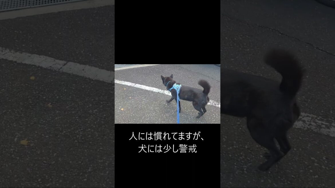【甲斐犬】秘境で人馴れした猫と会った