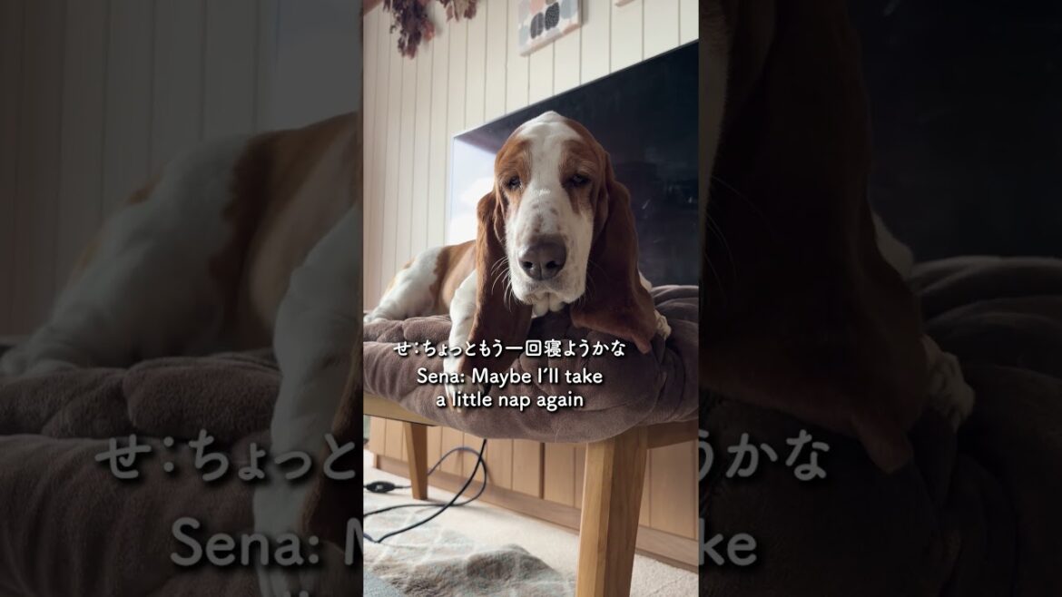 朝なのにもう二度寝したいバセットハウンド　　Even in the morning, this Basset Hound wants a second nap!