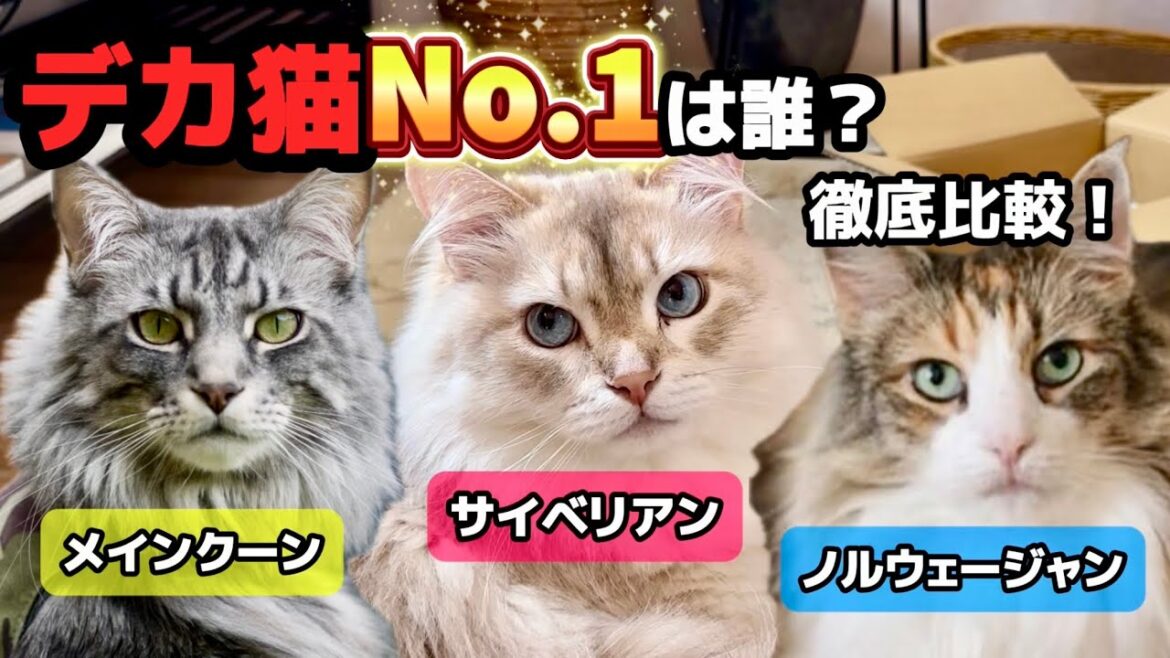 【徹底比較】大型猫No.1は？サイベリアン／メインクーン／ノルウェージャンの違い