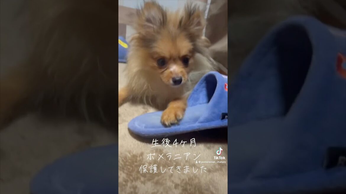 二代目ポメラニアン 茶太郎