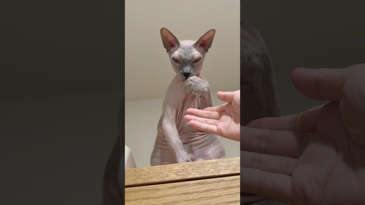 手を触らせてくれない毛のない猫【スフィンクス】