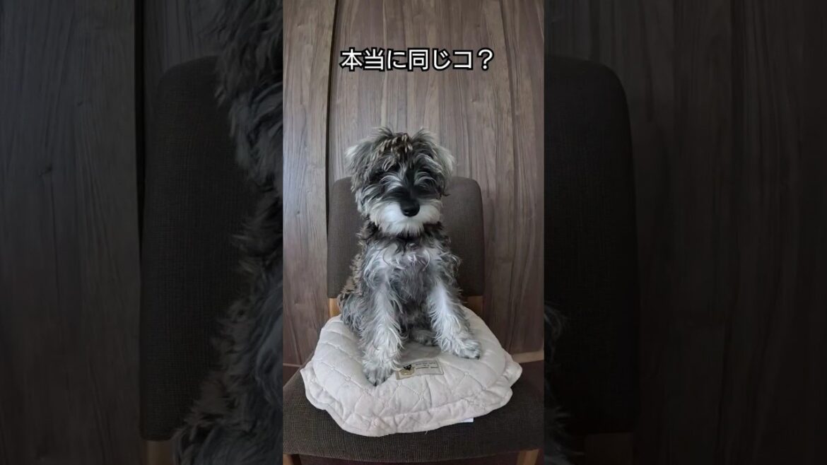 初トリミングで可愛くなるミニチュアシュナウザー  #ミニチュアシュナウザー #犬 #シュナウザー #トリミング