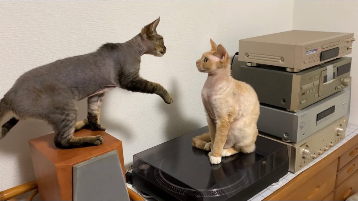デボンレックス弟は兄のグルーミングを邪魔して怒られました(Devon Rex younger brother wants to play with his elder brother)