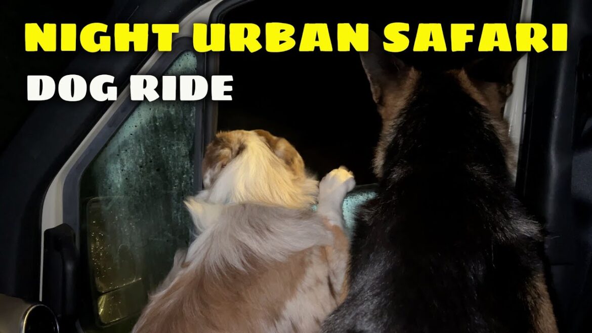 アーバンサファリドッグライド