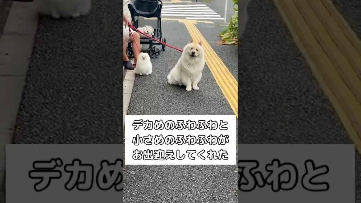 大きめのふわふわと小さめのふわふわが並んでお出迎え #チャウチャウ#ポメラニアン #shorts