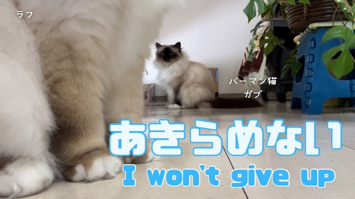 バーマン猫ガブとラフ【あきらめない】I won't give up（バーマン猫）Birman/Cat