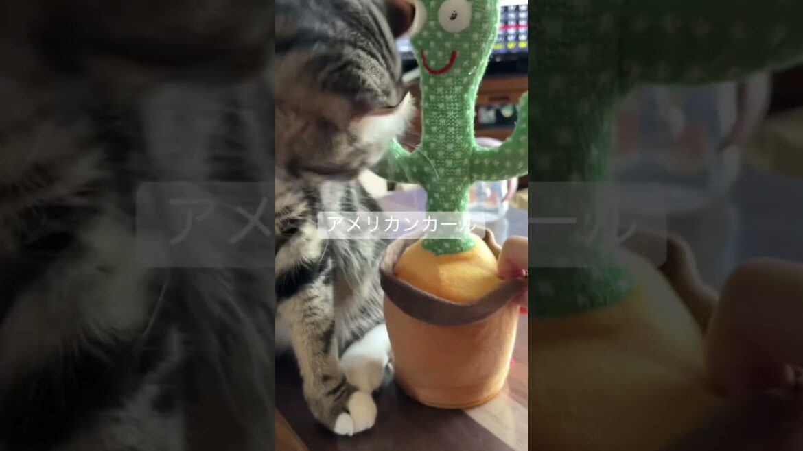 #猫のいる暮らし #アメリカンカール
