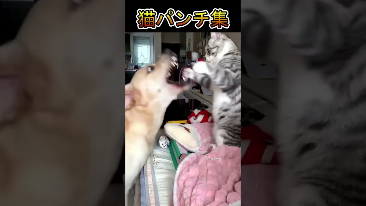 猫パンチ集 #猫  #ボクサー  #shorts