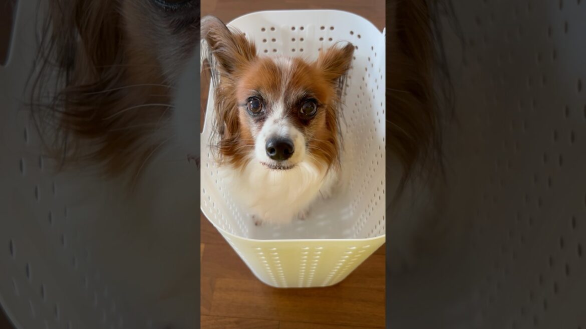 これから洗濯パピヨン