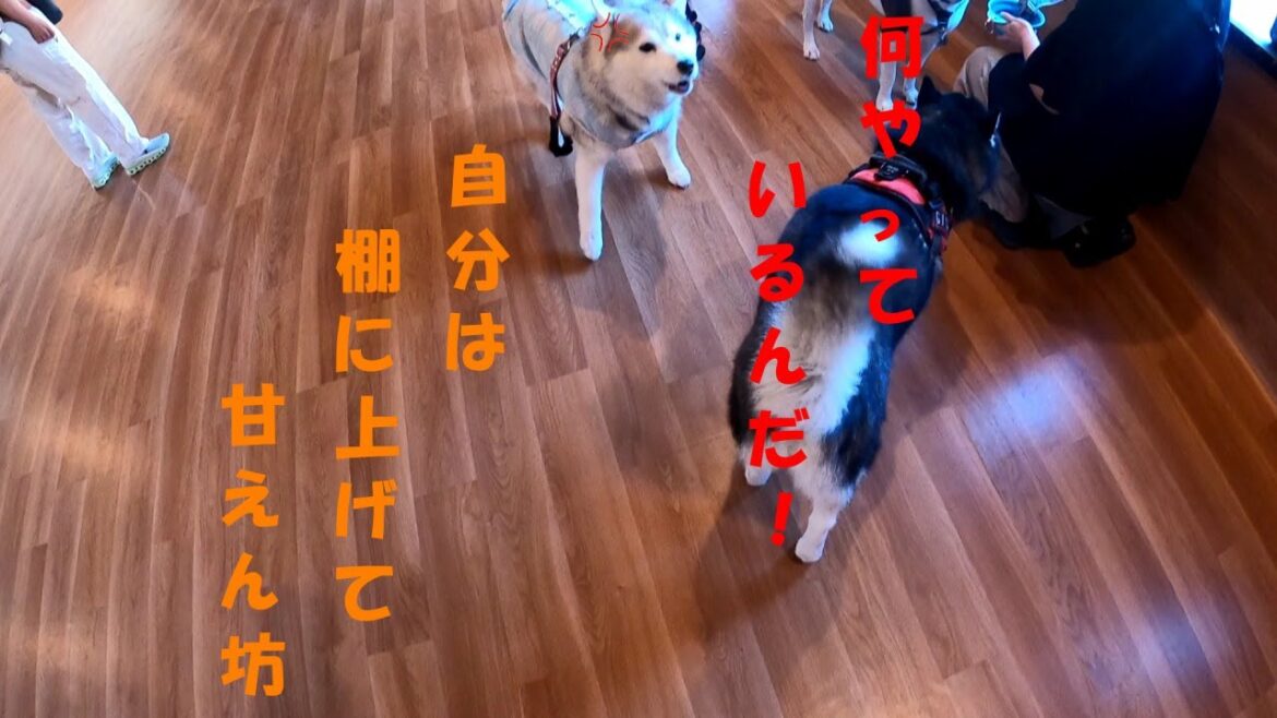 棚に上げるさくら　【シベリアンハスキー　ドッグアイランド】