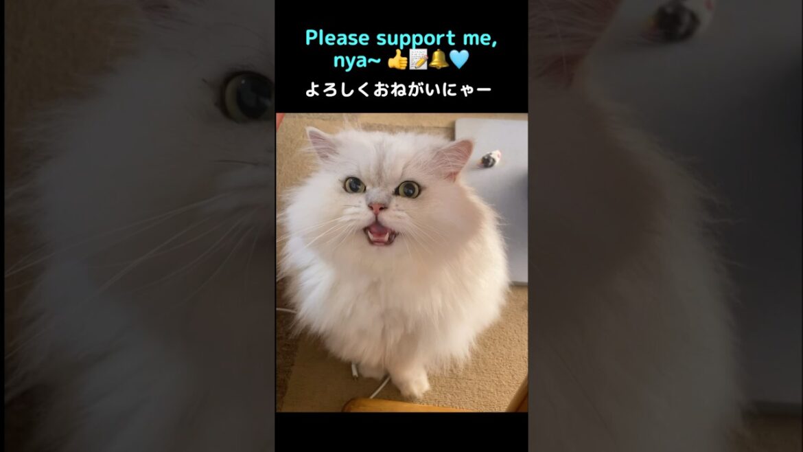 Wait, don’t scroll!! 😺✨#persiancat #ペルシャ猫 ＃cat#猫#chincilla persianCat#猫のいる暮らし #cute #CatShorts