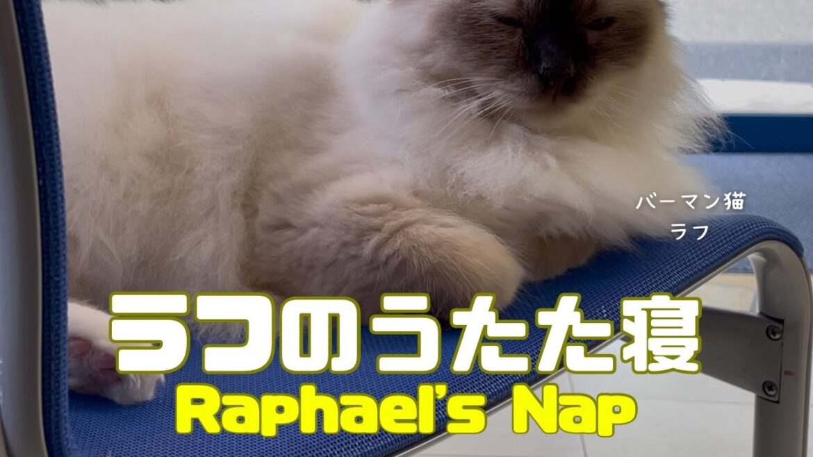 バーマン猫ラフ【ラフのうたた寝】Raphael's Nap（バーマン猫）Birman/Cat