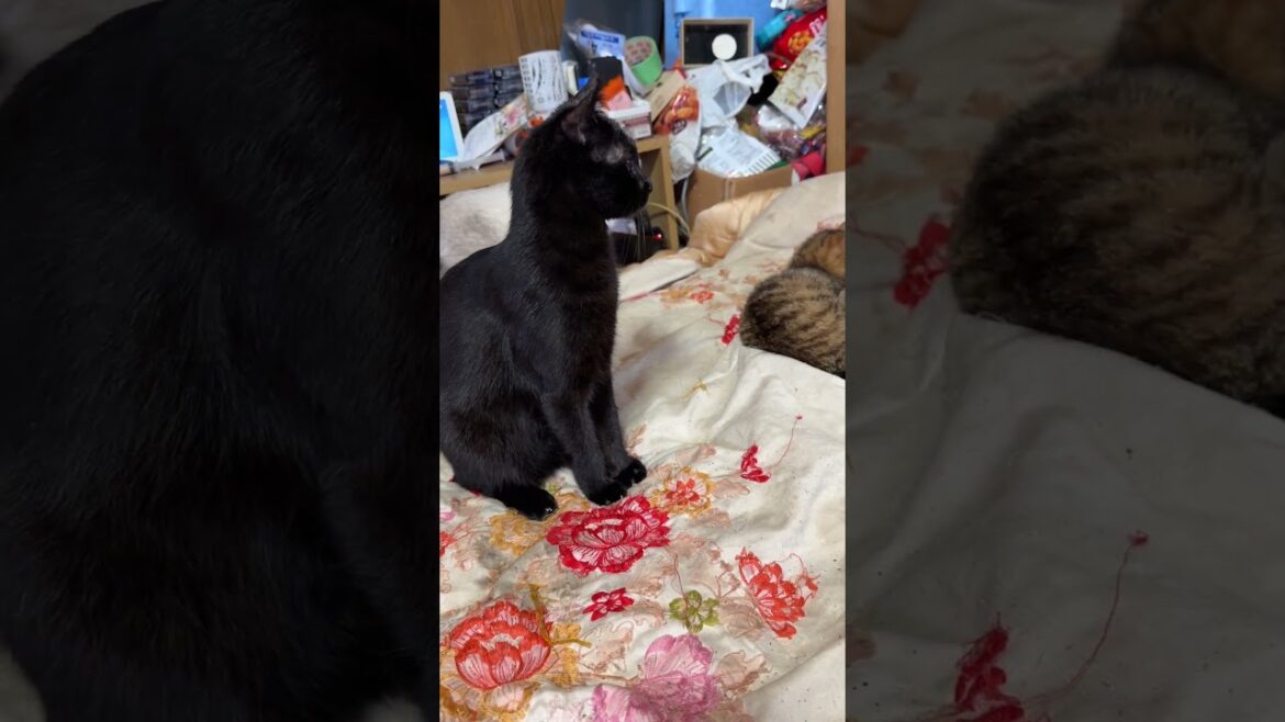 シャムの子ネコ雫「寄り添う黒夢、来夢のところへ行って、一休みするかな、黒猫くーに気付かれずに」