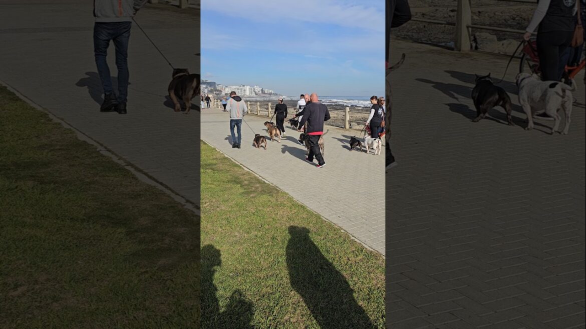 シーポイントケープタウンのアメリカン ピット ブル テリア、アメリカン ブリー、またはスタッフォードシャー ブル テリア。 シーポイントケープタウンのアメリカン ピット ブル テリア、アメリカン ブリー、またはスタッフォードシャー ブル テリア。