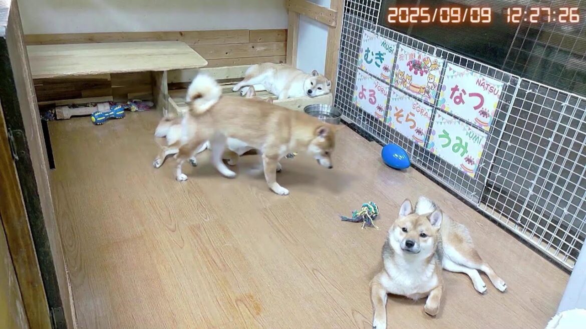 柴犬なつ!子育て生配信【生後1歳】の誕生祭当日!! 柴犬なつ!子育て生配信【生後1歳】の誕生祭当日!!