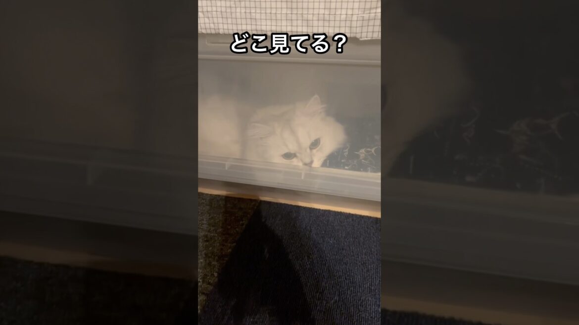 ねこを気づいたら閉じ込めてた。#ペルシャ#チンチラ#猫#ねこ #猫のいる暮らし #癒し #いやし#cat  #ふわふわ #野良猫 #キジトラ