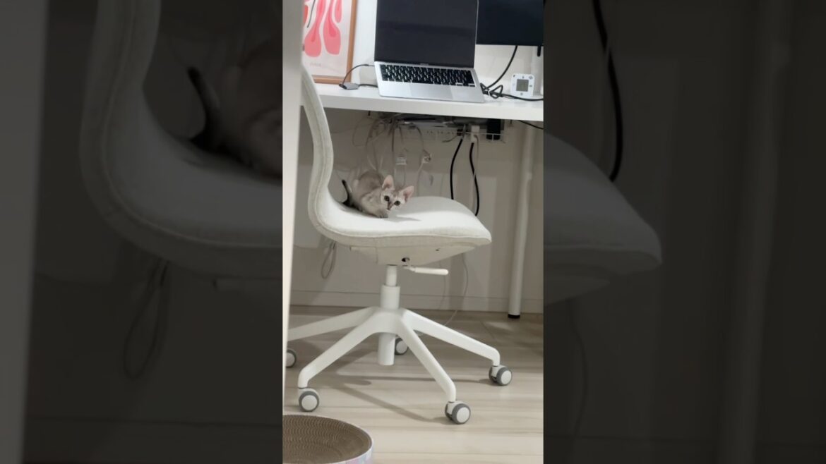 【可愛い子猫】野生の本能丸出しシンガプーラ#shorts #子猫 #ねこのいる生活