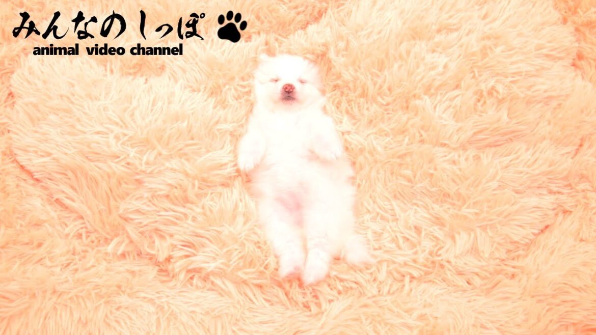 みんなのしっぽ【 日本スピッツ / R7072423 】