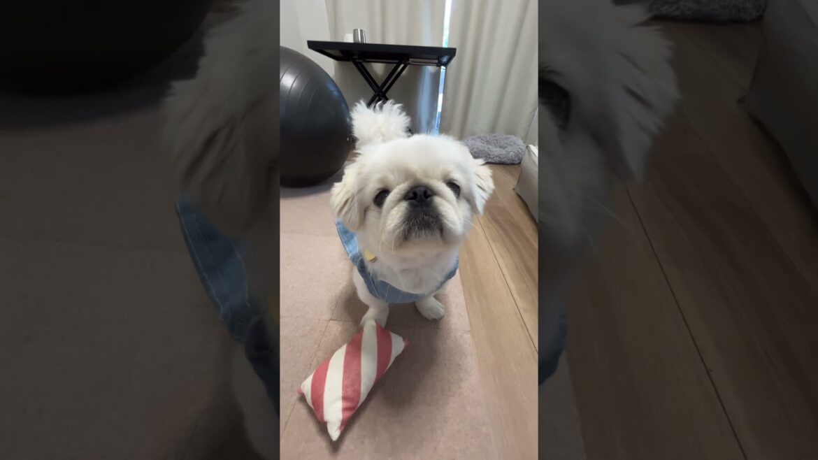 パパ出張と聞いてこの表情#ペキニーズ #犬のいる生活 #鼻ぺちゃ