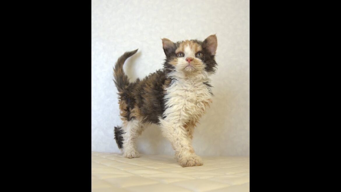 セルカークレックス子猫　Selkirk Rex　2025.5.28産まれ　キャリコ　三毛猫　巻き毛　女の子　シーダキャット猫のお店