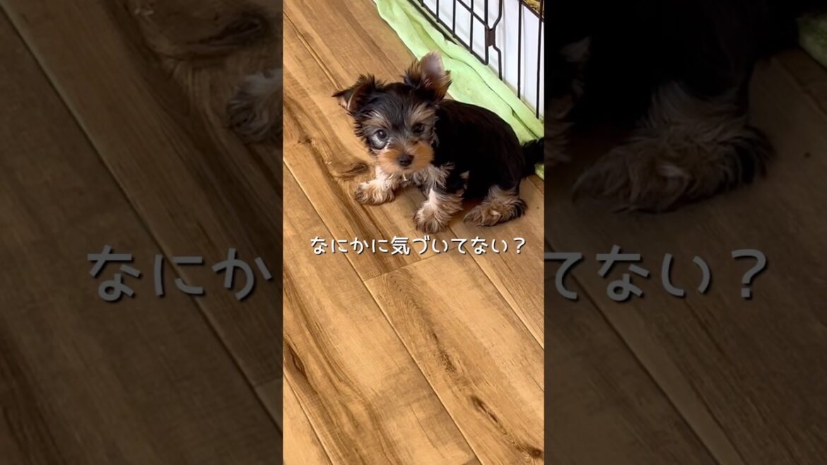 なんかいるぞ？ #チャオカーネ #チャオっ子 #レッチリ #ヨーキー #ヨークシャーテリア