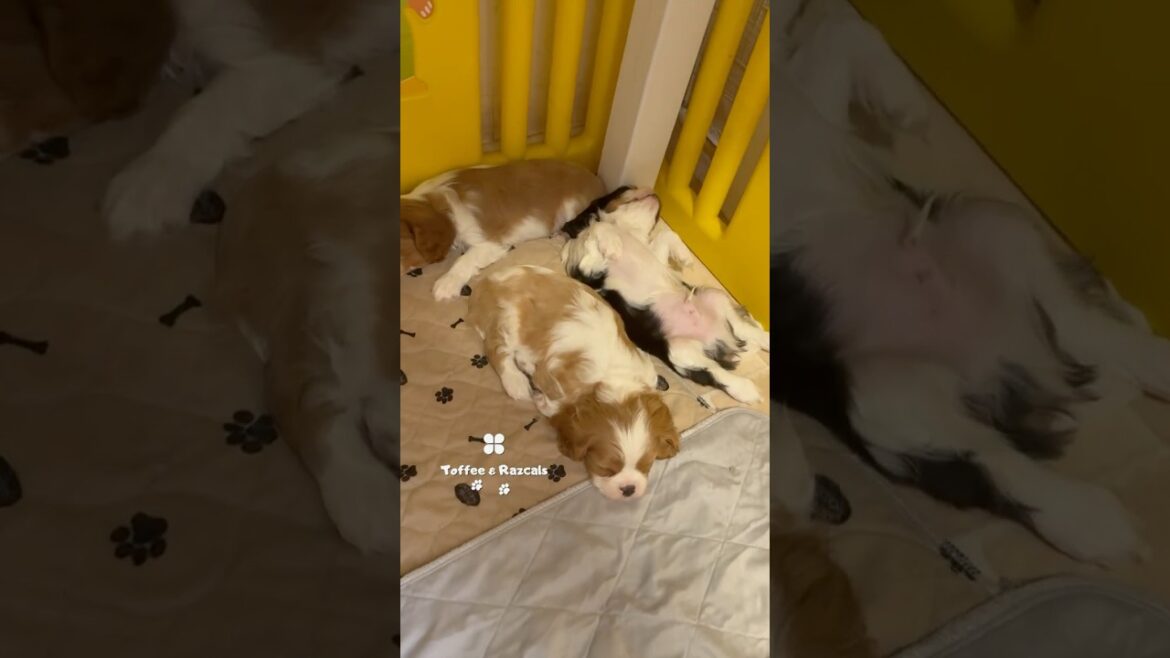 | Toffee&Razcals | Who needs a bed when the floor is clearly 5-star luxury? ⭐️ 😂 #cavalier | Toffee&Razcals | Who needs a bed when the floor is clearly 5-star luxury? ⭐️ 😂 #cavalier