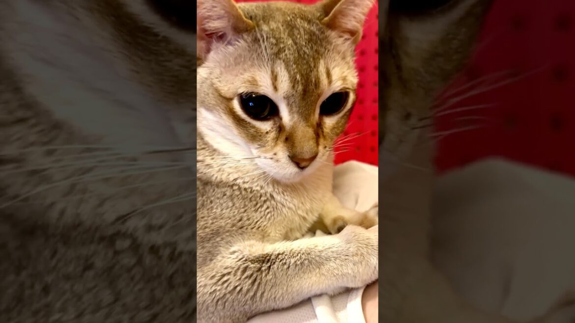 人間にのっかってウットリ甘えちゃう甘えんぼうシンガプーラなのにゃ♪ #cat #シンガプーラ #トンキニーズ#たぬき猫#singapura#tonkinese