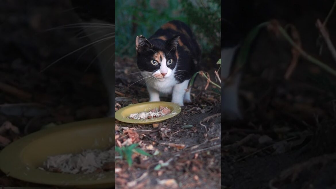 公園に捨てられ、公園で生まれ、過酷な環境で生きる猫たち