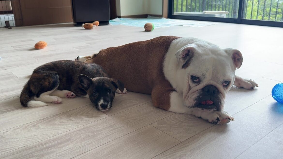 【朗報】子犬がまるこの事を「お母さん」と認識するようになりました♪