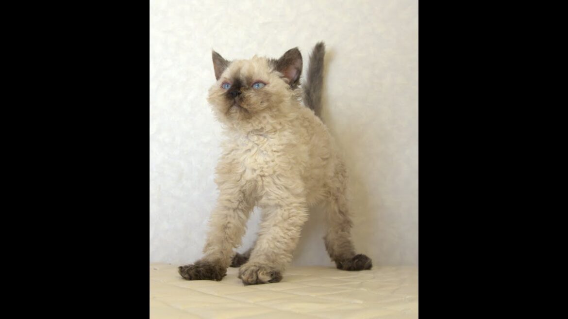 セルカークレックス子猫 Selkirk Rex 2025.5.28産まれ シールポイント 巻き毛 女の子 シーダキャット猫のお店 セルカークレックス子猫 Selkirk Rex 2025.5.28産まれ シールポイント 巻き毛 女の子 シーダキャット猫のお店