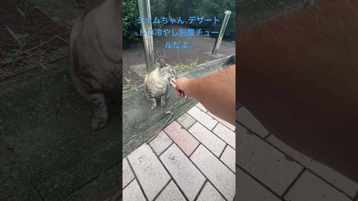 シャムちゃん、デザートの冷やしチュールだよ