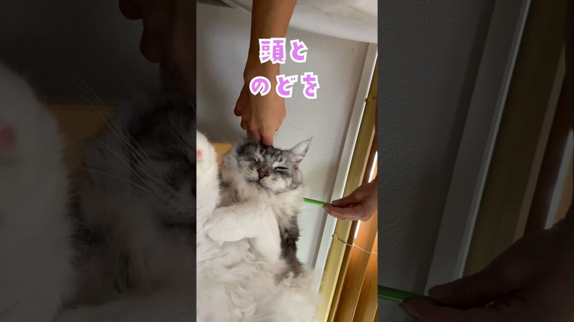 爆睡する大型猫にペンを差し込みにらまれる#メインクーン#shorts
