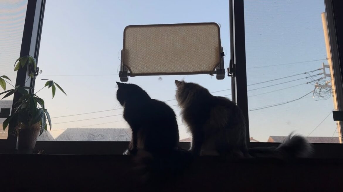 朝のルーティンをこなす猫　ラガマフィン　サイベリアンA cat going through its morning routine. Ragamuffin. Siberian
