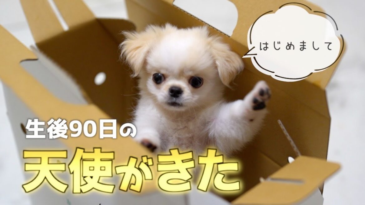 【お迎え初日】生後90日のペキニーズ×チワワの子犬がやってきた！