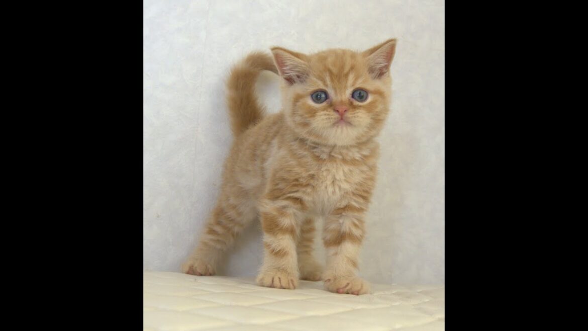 ブリティッシュショートヘアー子猫 British Shorthair 2025.7.21産まれ レッドタビー 男の子 シーダキャット猫のお店 ブリティッシュショートヘアー子猫 British Shorthair 2025.7.21産まれ レッドタビー 男の子 シーダキャット猫のお店