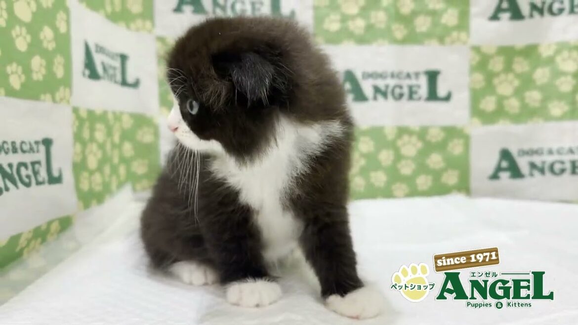 スコティッシュフォールド 2509012 【ペットショップエンゼル 子犬・子猫販売】 スコティッシュフォールド 2509012 【ペットショップエンゼル 子犬・子猫販売】