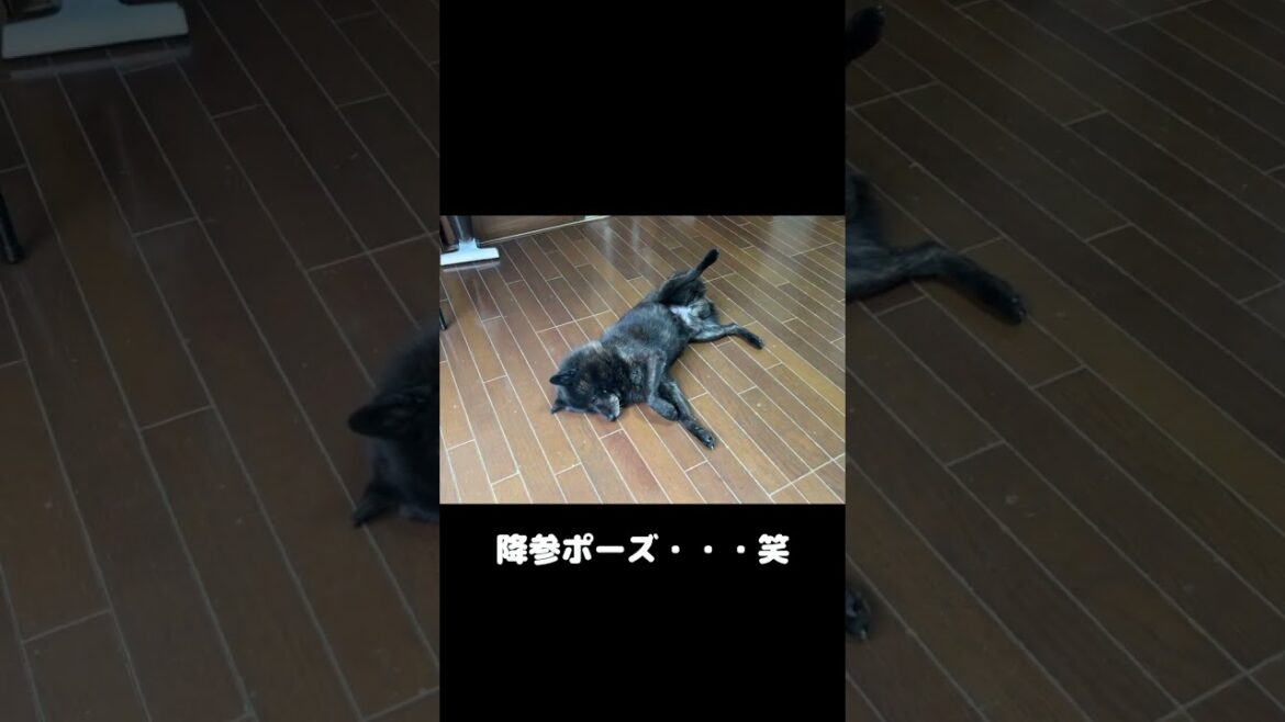 どうしてもお留守番したくない甲斐犬一休が・・・#日本犬 #甲斐犬 #犬