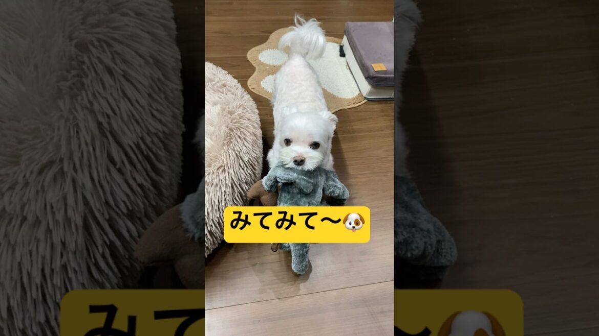 珍しいおもちゃを持ってきたなと思ったら🤣🤣🤣#shorts #可愛い犬 #マルチーズ