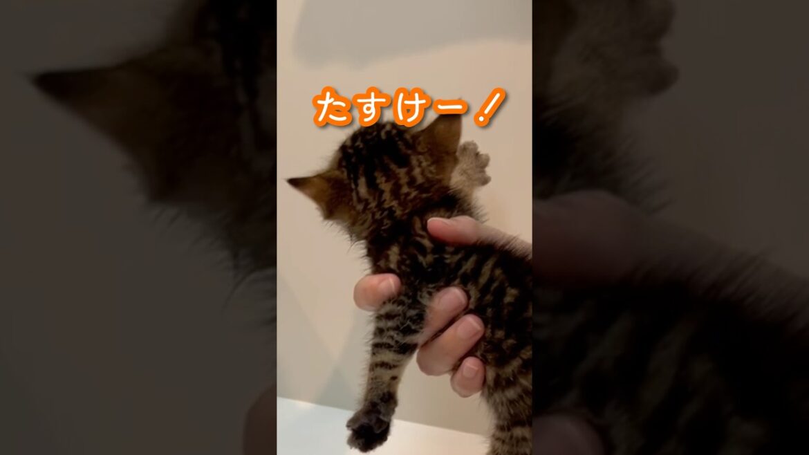 拾った子猫を桶お風呂に入れました。#ペルシャ#チンチラ#猫#ねこ #猫のいる暮らし #癒し #いやし#cat  #ふわふわ #野良猫 #キジトラ