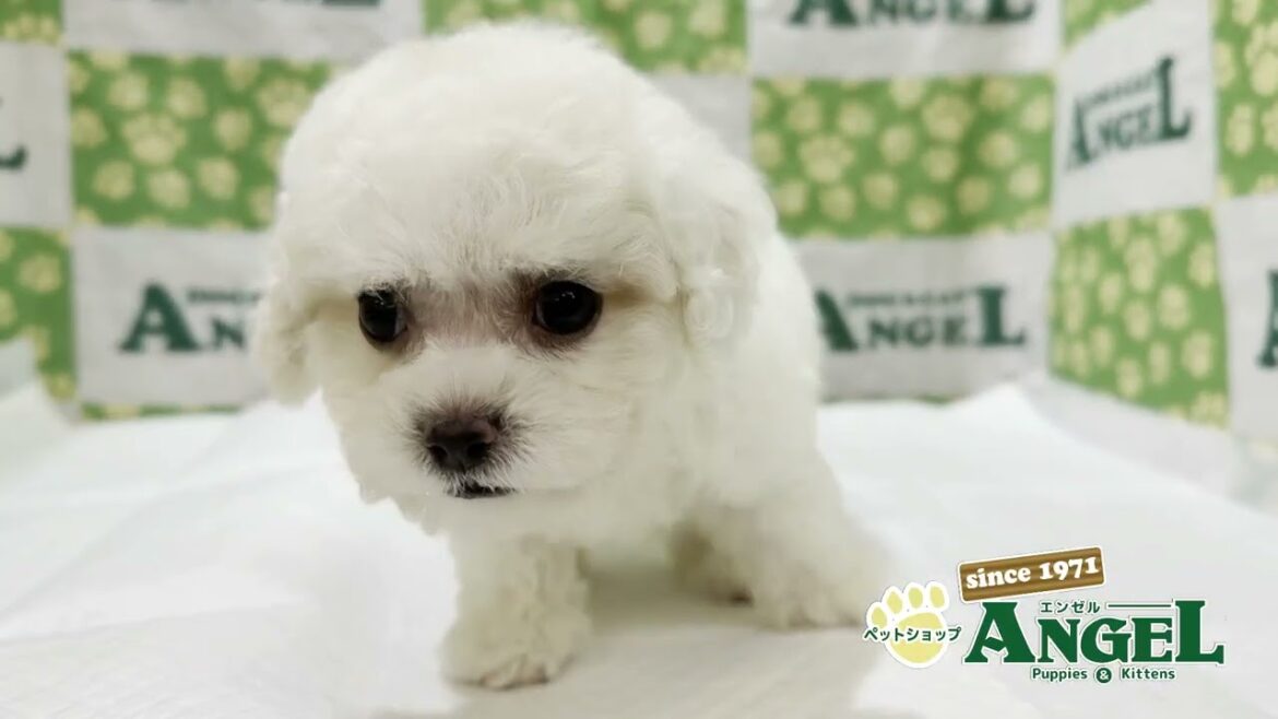 ビションフリーゼ 2509007 【ペットショップエンゼル　子犬・子猫販売】