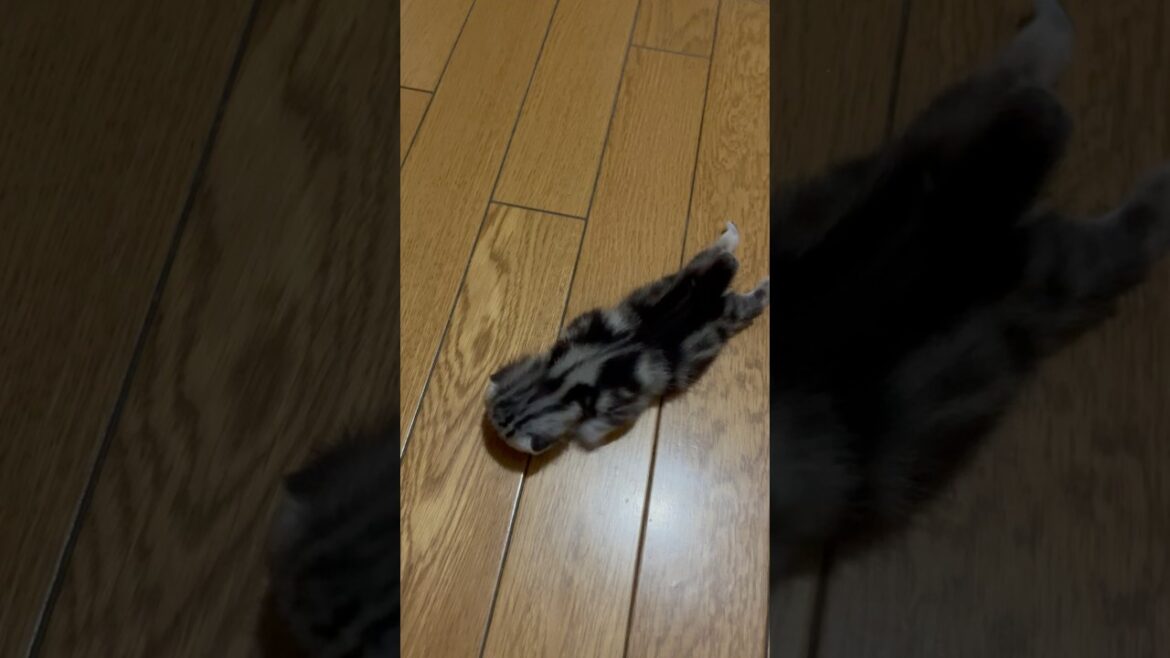 子猫を心配そうに見守るパパ猫#アメショ#アメリカンショートヘア#子猫#猫の日常#cat#cats