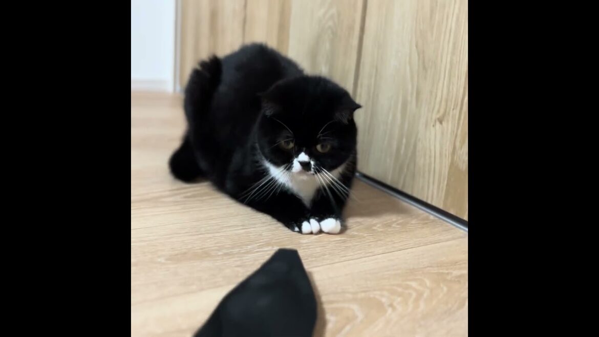 靴の中敷にビビるキョトン顔【足長マンチカン】 #cat #munchkinfold #猫のいる暮らし #ねこ #cutecat