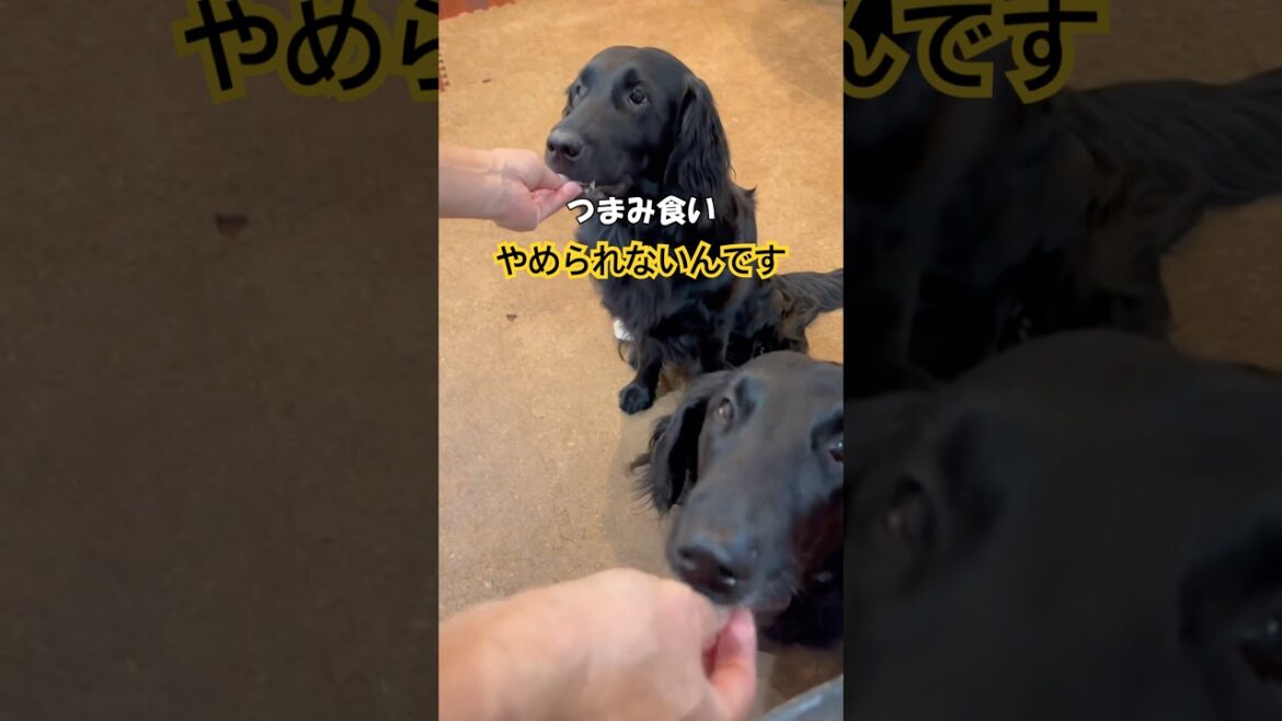 つまみ食い#flatcoatedretriever #フラットコーテッドレトリバー #大型犬 #つまみ食い