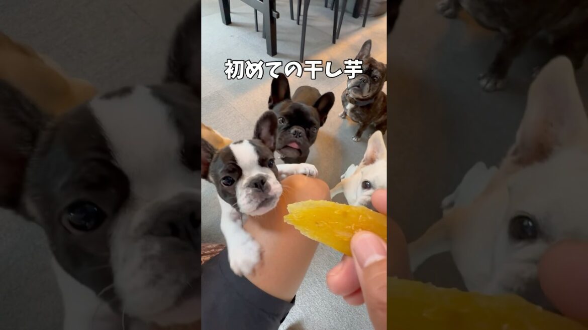 初めての干し芋にお目目まん丸パピー🍠#shorts#shortsvideo #frebull #frenchbulldog #フレンチブルドッグ #フレブルパピー #フレブル7兄弟